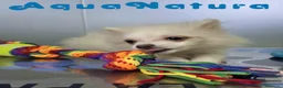 Pomerania perros en venta: Pomerania Hembra 8296 AQUANATURA - Anuncio 8
