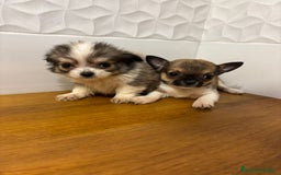 Chihuahua perros en venta: Chihuahuas  - Anuncio 2