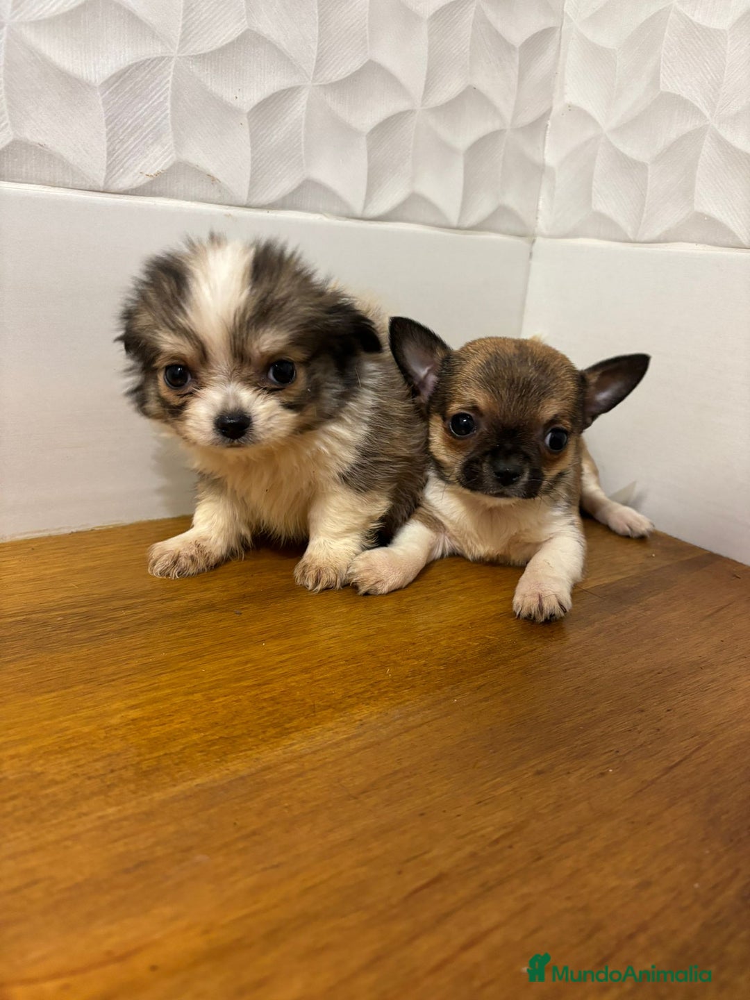 Chihuahua perros en venta: Chihuahuas  - Anuncio 2