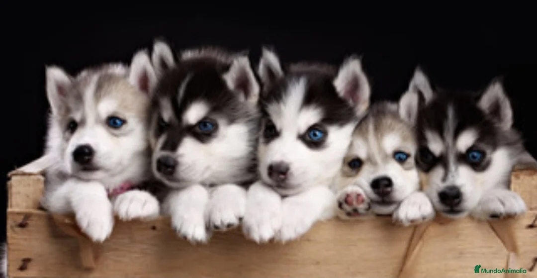 Husky Siberiano perros en venta: Husky siberiano - Anuncio 2