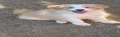 Border Collie 4