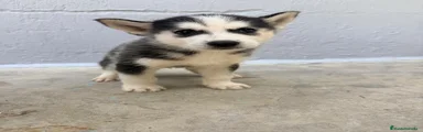 Husky Siberiano 2