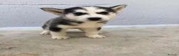 Husky Siberiano perros en venta: CAMADA DE HUSKY - Anuncio 4