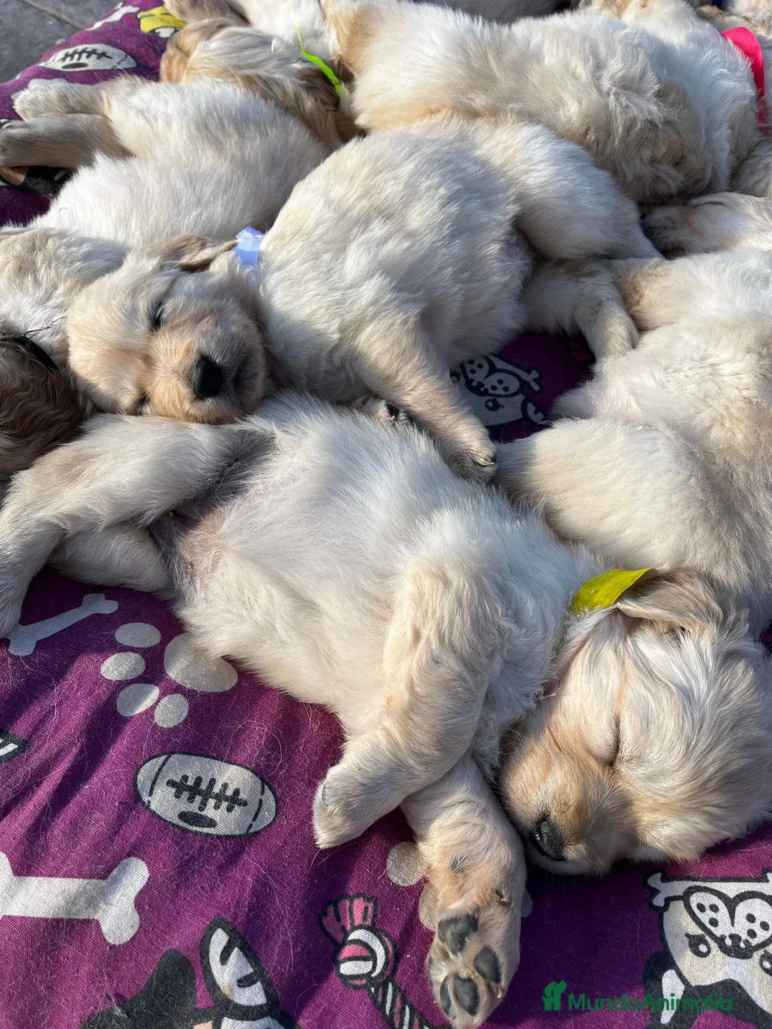 Golden Retriever perros en venta: IMPRESIONANTES GOLDEN RETRIEVER - Anuncio 5