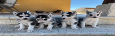 Husky Siberiano 4