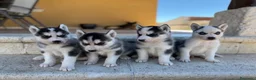 Husky Siberiano perros en venta: Husky - Anuncio 3