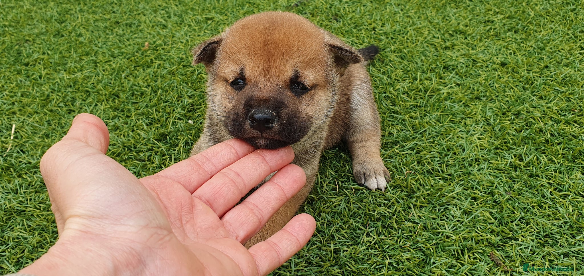 Shiba Inu perros Shiba Inu Calidad Top - Anuncio 1