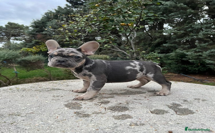 Bulldog Francés perros Bulldog francés  - Anuncio 1