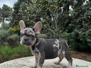 Bulldog Francés perros Bulldog francés - Anuncio 1