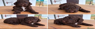 Perro de Agua hembra