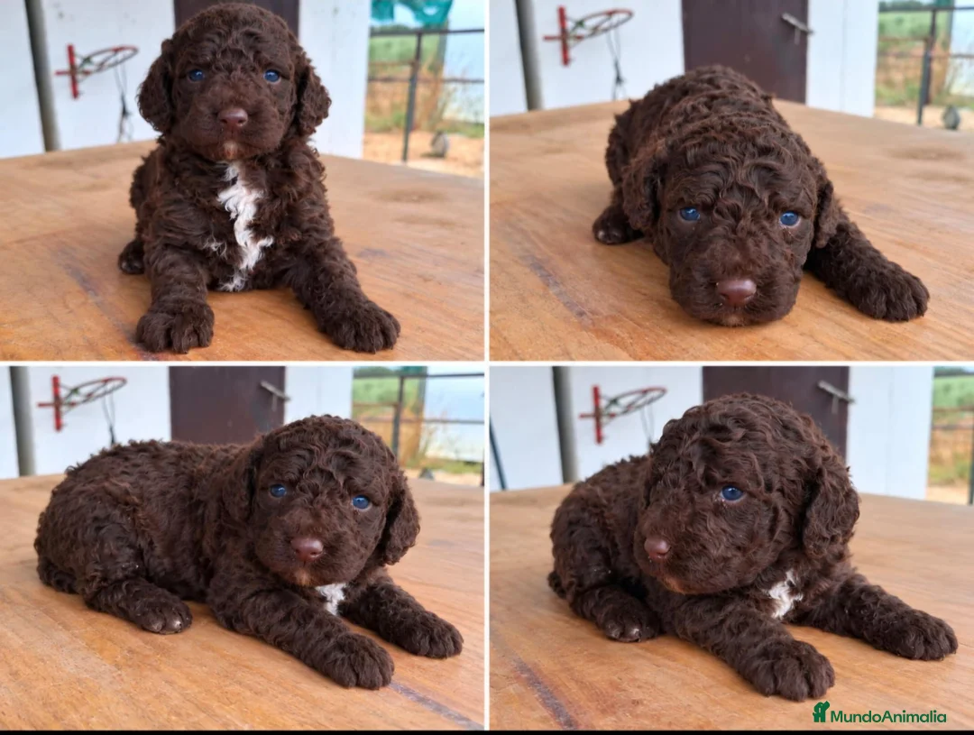 Perro de Agua Español perros en venta: Perro de agua chocolate  - Anuncio 5