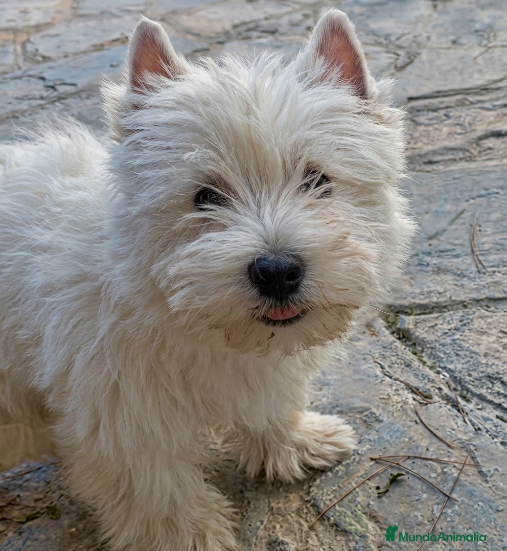 West Highland White Terrier perros West highland terrier Caraby Benidorm  - Anuncio 1