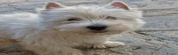 West Highland White Terrier perros en venta: West highland terrier Caraby Benidorm  - Anuncio 2