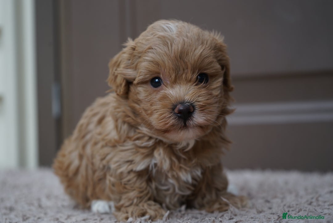 Maltipoo perros en venta: 🍥🐾 Muffi, Mochi & Yuki ✨ - Imagen 10
