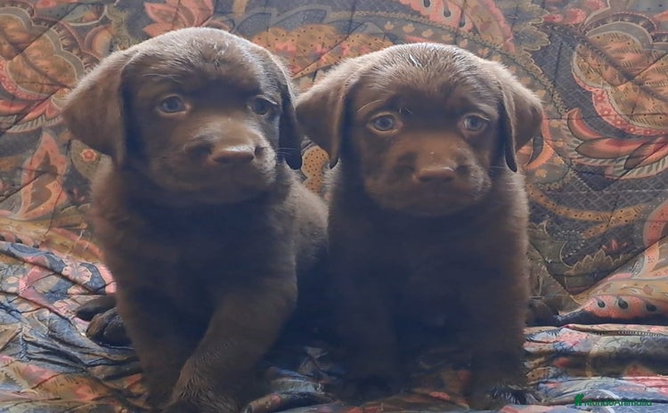 Labrador Retriever perros - Propaganda 1