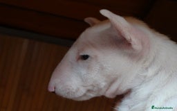 Bull Terrier perros en venta: CAMADA BULL TERRIER - Imagen 3