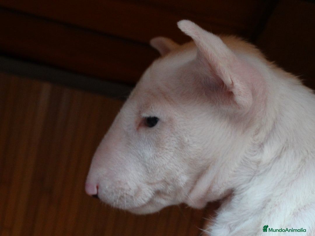 Bull Terrier perros en venta: CAMADA BULL TERRIER - Imagen 3