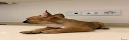 Bulldog Francés perros en venta: Cachorros de bulldog francés  - Anuncio 8