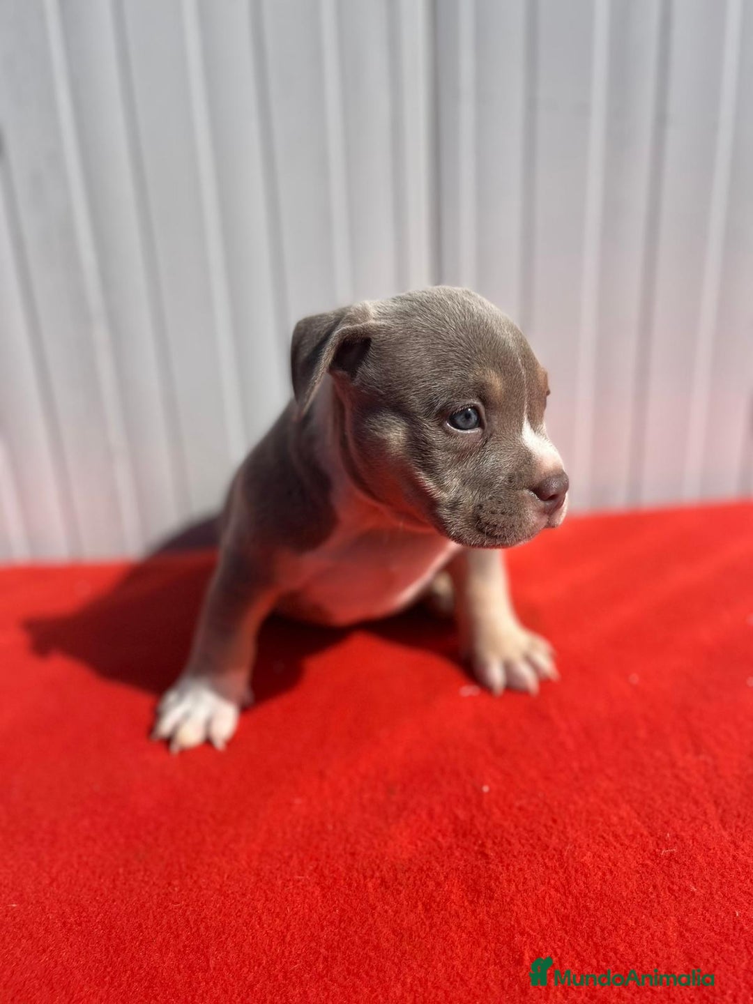 American Bully perros en venta: American bully pocket  - Imagen 10