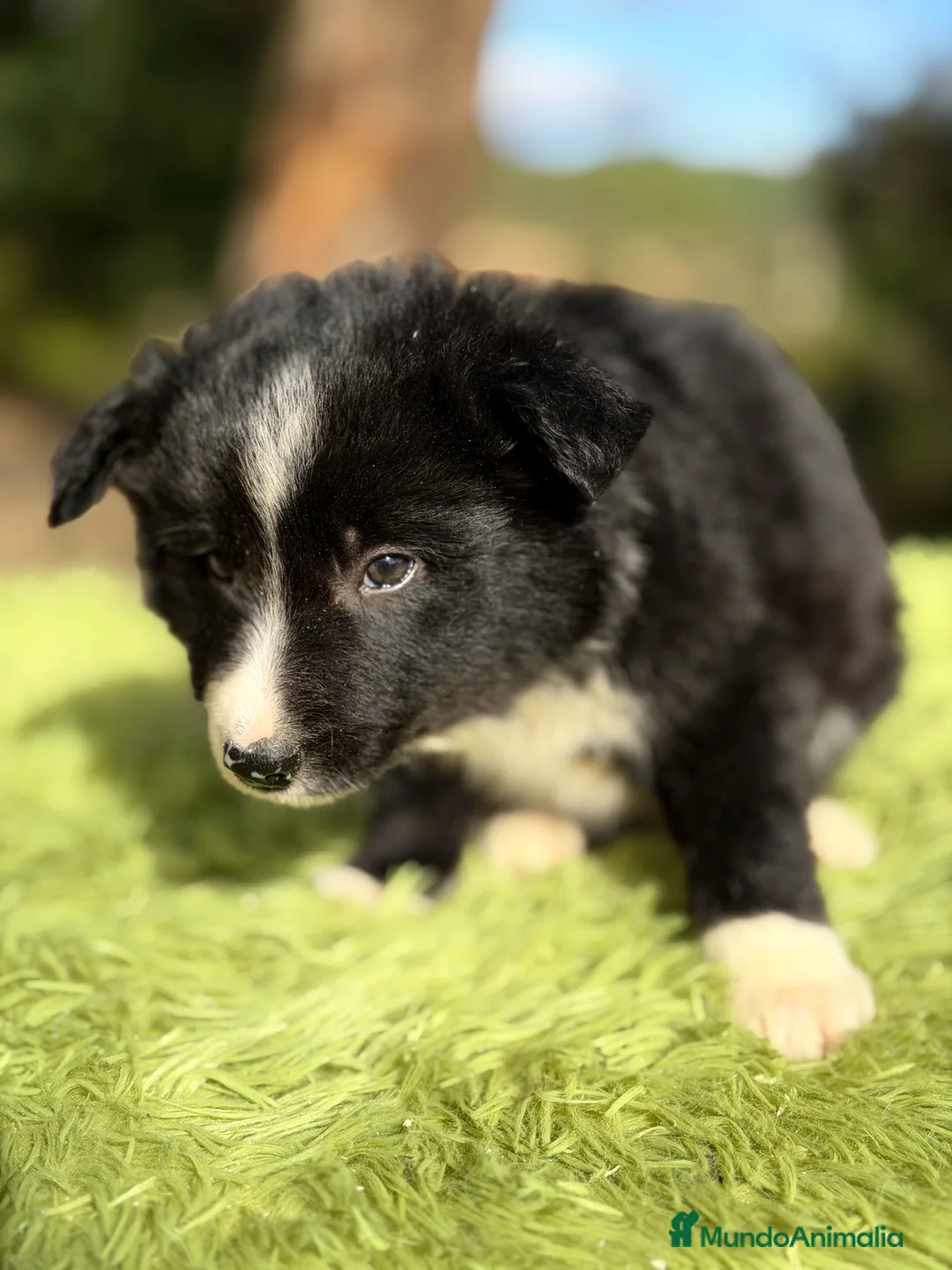 Border Collie perros en venta: Border macho - Anuncio 2