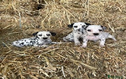 Dálmata perros en venta: Dalmata  - Imagen 1