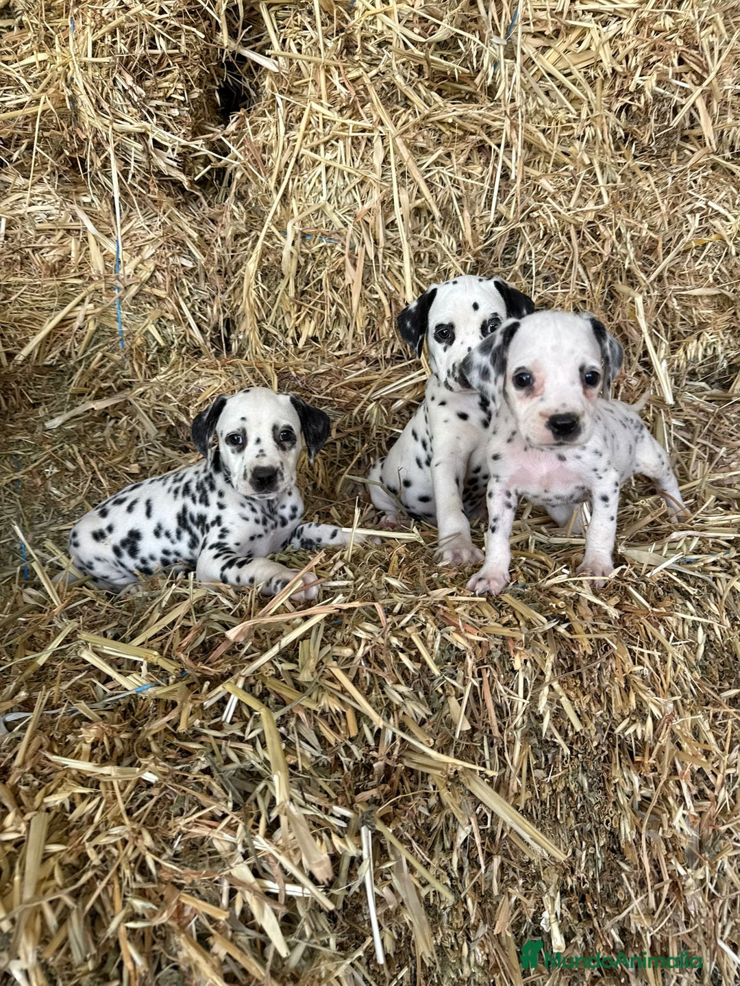 Dálmata perros en venta: Dalmata  - Imagen 1