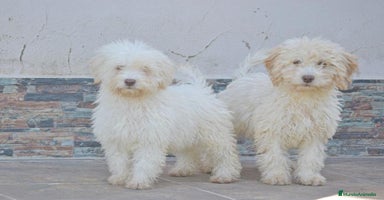 Perro de Agua Español perros CACHORRA, PERRO DE AGUA ESPAÑOL - Anuncio 1