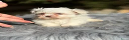 Bichón Maltés perros en venta: Bichon Maltes coreano  - Anuncio 3