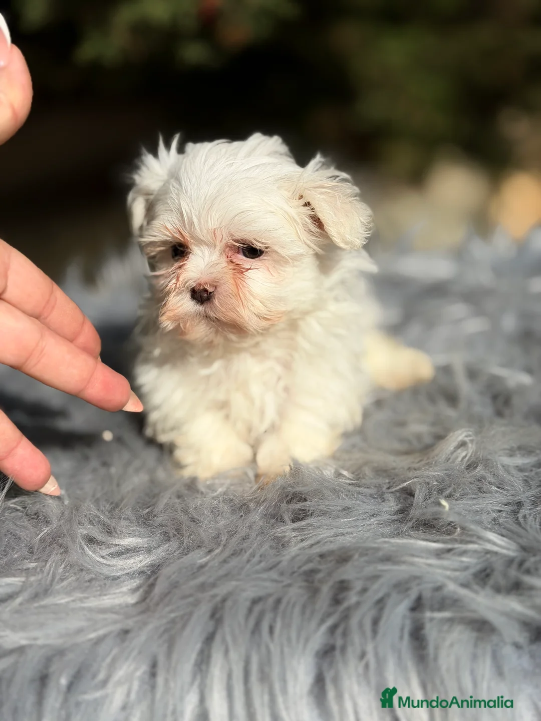 Bichón Maltés perros en venta: Bichon Maltes coreano  - Anuncio 3