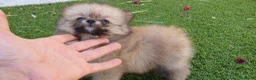 Pomerania perros en venta: Pomerania Toy Top  - Anuncio 16