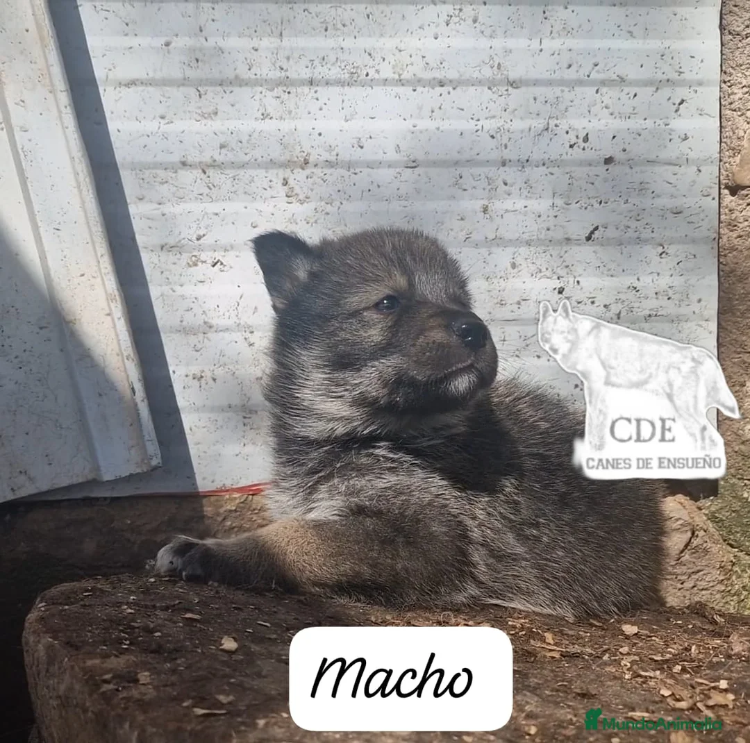 Perro Lobo Checoslovaco perros en venta: Wolfdog/Perro lobo - Anuncio 4