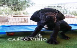 Dogo Alemán perros en venta: Cachorros de Dogo Alemán - Imagen 5