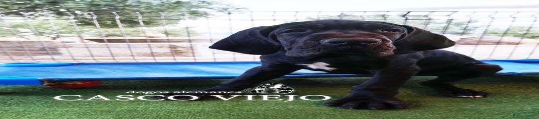 Dogo Alemán Cachorro 3