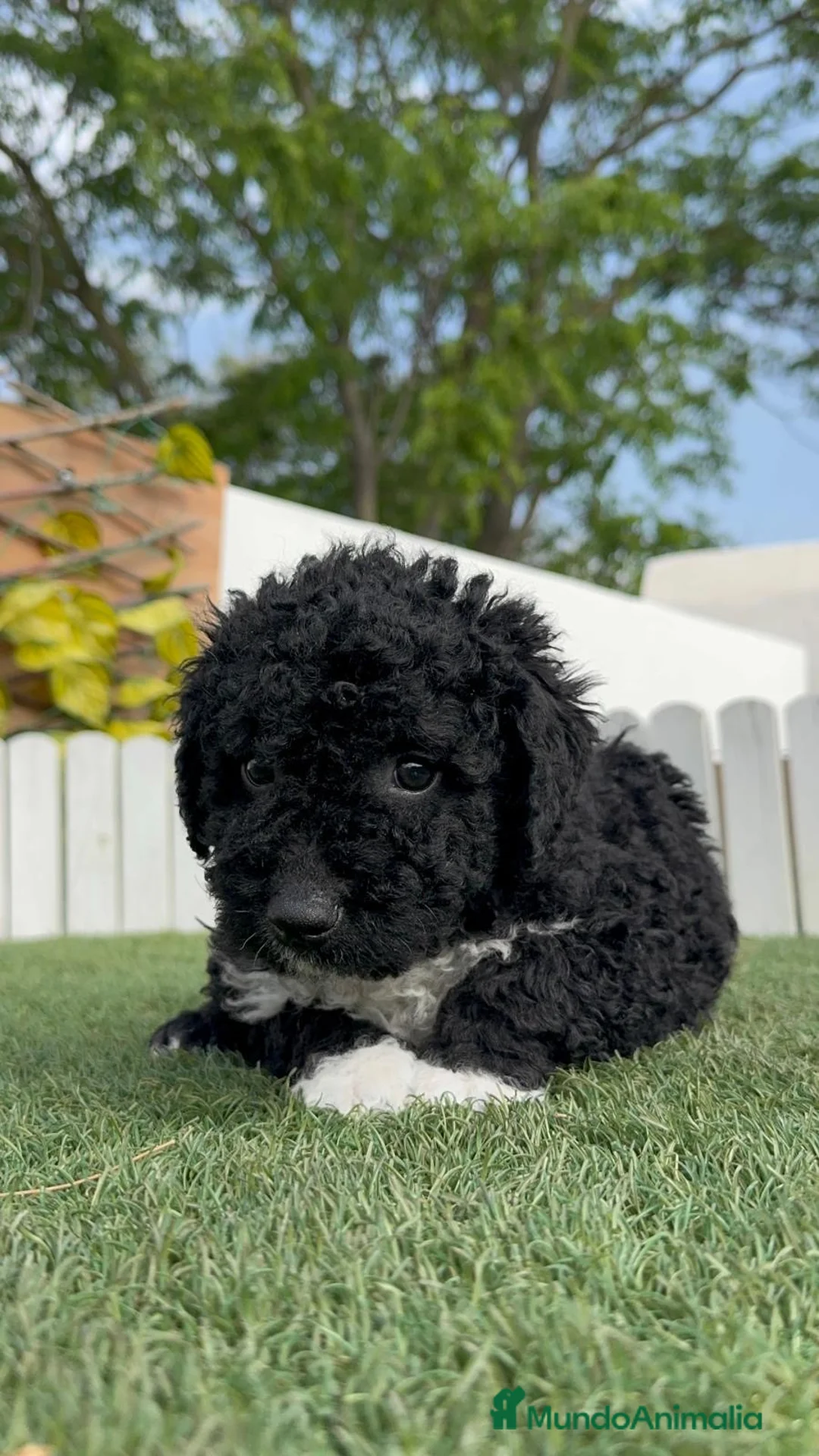 Perro de Agua Español perros en venta: PERRO DE AGUA ESPAÑOL - Anuncio 2