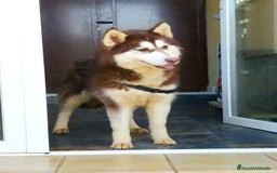 Husky Siberiano perros en adopcion: Hembra husky siberiano adopcion - Imagen 2