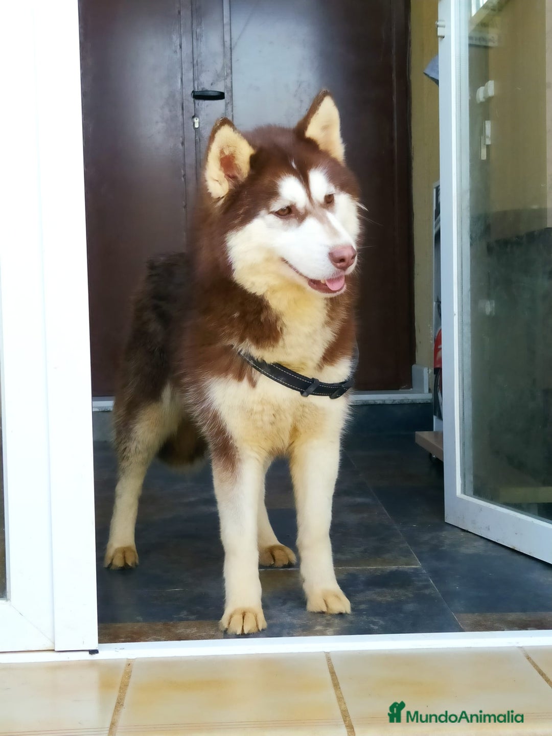 Husky Siberiano perros en adopcion: Hembra husky siberiano adopcion - Imagen 2