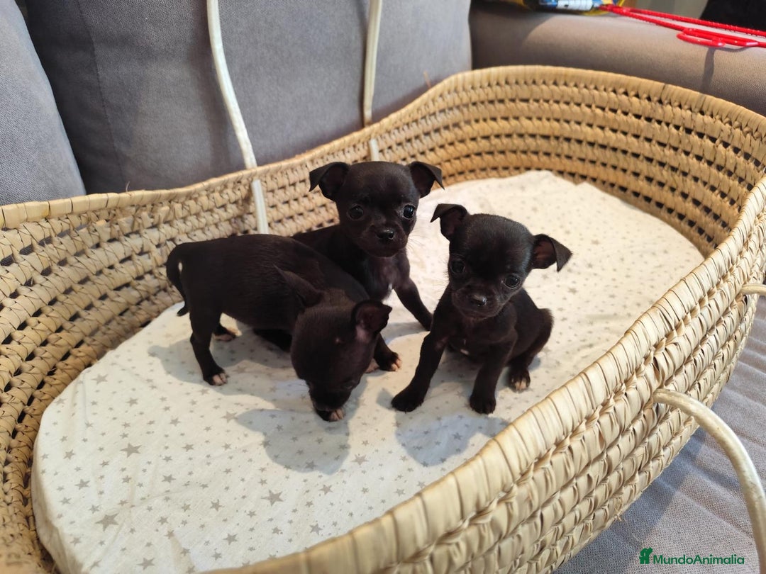 Chihuahua perros en venta: Chihuahua toy cabeza manzana  - Imagen 8