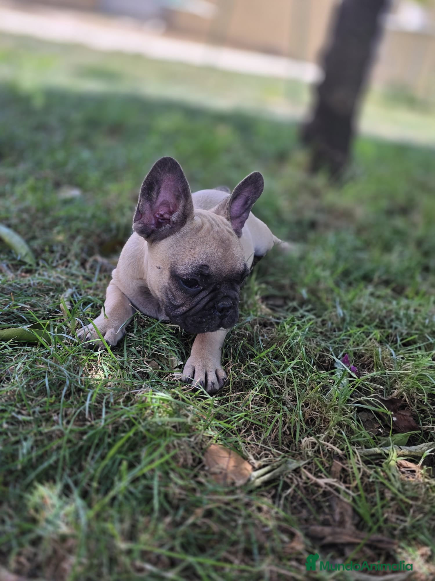 Bulldog Francés perros Bulldog frances - Anuncio 3