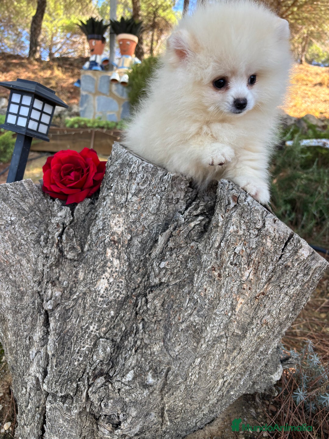 Pomerania perros en venta: Pomerania hembra disponible!!! - Imagen 8