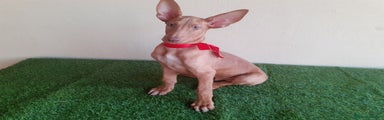 Podenco Canario Cachorro 1