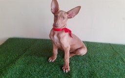 Podenco Canario perros en venta: PODENCOS CANARIOS de Selección  - Imagen 2