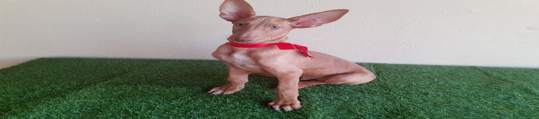 Podenco Canario Cachorro 1