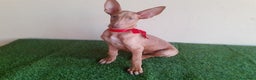 Podenco Canario perros en venta: PODENCOS CANARIOS de Selección  - Anuncio 2