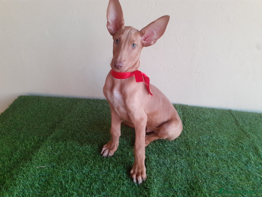 Podenco Canario perros en venta: PODENCOS CANARIOS de Selección  - Imagen 2