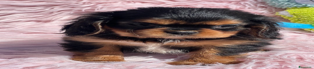 Cavalier King Charles Spaniel Cachorro 1