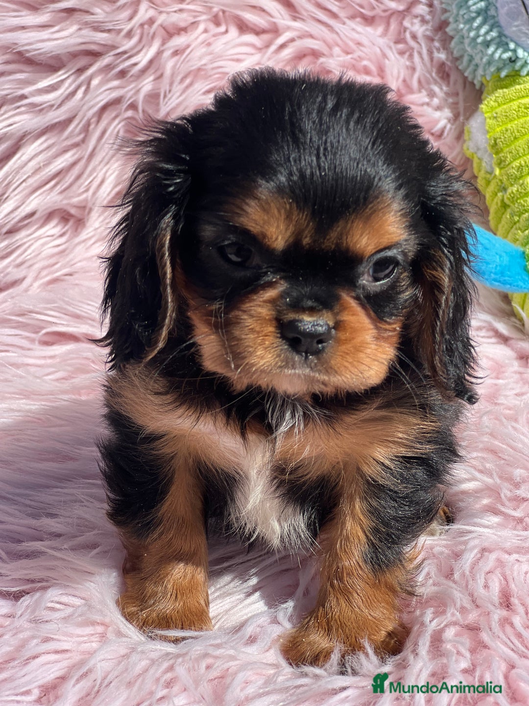 Cavalier King Charles Spaniel perros en venta: Cavalier bicolor  - Imagen 3