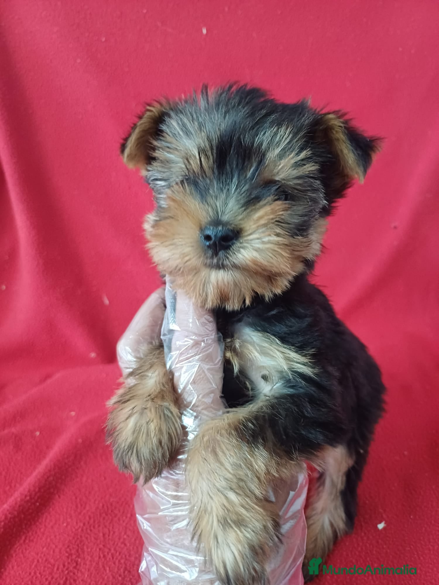 Yorkshire Terrier perros Yorkshire Terrier Mini  - Anuncio 33