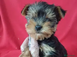 Yorkshire Terrier perros Yorkshire Terrier Mini - Anuncio 33