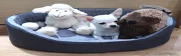 Chihuahua perros en venta: Chihuahuas cachorros en Barcelona - Anuncio 4