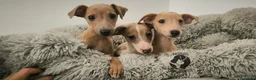 Pequeño Lebrel Italiano perros en venta: Piccolo italiano  - Anuncio 3